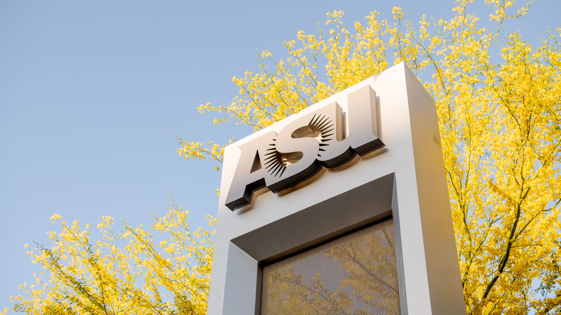 A sign with the ASU logo in front of a yellow blooming palo verde tree.